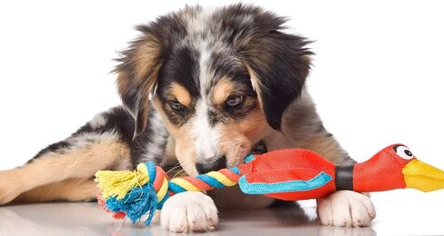 Hartz Tuff Stuff Nose Divers Plush Duck Tug Dog Toy - Small in Saudi Arabia