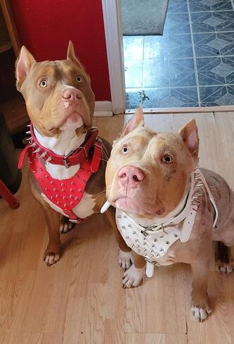 PU Leather Spiked Studded Dog Collars, Harnesses 2Pcs Matching Set for Medium & Large Dogs Pit Bull,Mastiff, Boxer, Bull Terrier (Studs Camo, M) in Kuwait