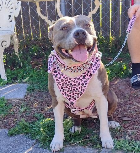 PU Leather Spiked Studded Dog Collars, Harnesses 2Pcs Matching Set for Medium & Large Dogs Pit Bull,Mastiff, Boxer, Bull Terrier (Studs Camo, M) in Kuwait