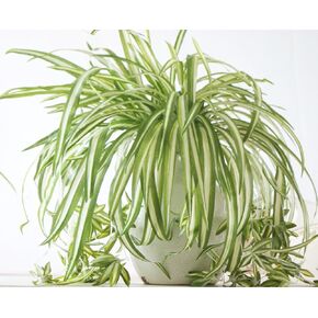 ليترتون 2 قطعة بلاستيك نبات عنكبوت صناعي ديكور المنزل الزفاف محاكاة الخضرة in Kuwait