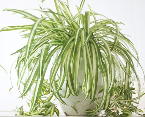 ليترتون 2 قطعة بلاستيك نبات عنكبوت صناعي ديكور المنزل الزفاف محاكاة الخضرة in Kuwait