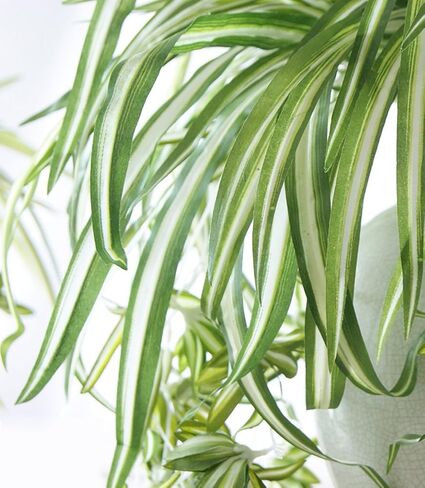 ليترتون 2 قطعة بلاستيك نبات عنكبوت صناعي ديكور المنزل الزفاف محاكاة الخضرة in Kuwait