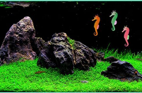 ليكسين 3 قطع من فرس البحر لتزيين حوض السمك من مادة السيليكون الناعمة الامنة - احمر واصفر واخضر in Kuwait