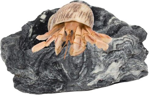 Needzo Terrarium Accessories for Reptiles, Medium Sized Reptile Bathing Pool for Frogs, Hermit Crabs, Lizards and More, Tank Decorations, 5 Inches in Saudi Arabia