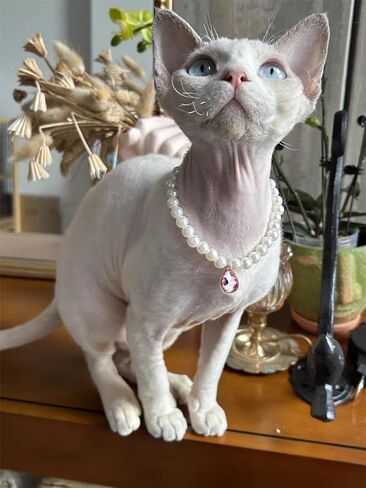 Daovace لؤلؤة القط طوق الكلب طوق حجر الراين القلائد للكلاب الصغيرة طوق الملحقات طوق الحيوانات الأليفة (صغير، وردي) in Kuwait