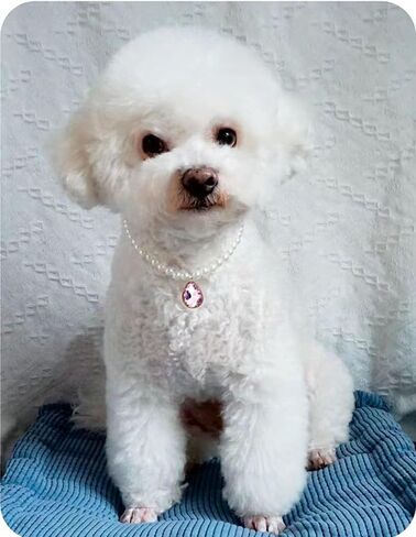 Daovace لؤلؤة القط طوق الكلب طوق حجر الراين القلائد للكلاب الصغيرة طوق الملحقات طوق الحيوانات الأليفة (صغير، وردي) in Kuwait