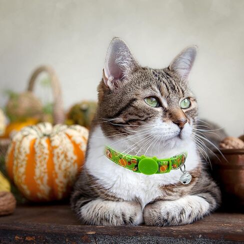 عيد الشكر الخريف عطلة القط طوق مع الجرس، 3 حزمة كيتي كيتن تركيا وطوق اليقطين للبنين الفتيات الذكور الإناث in Kuwait