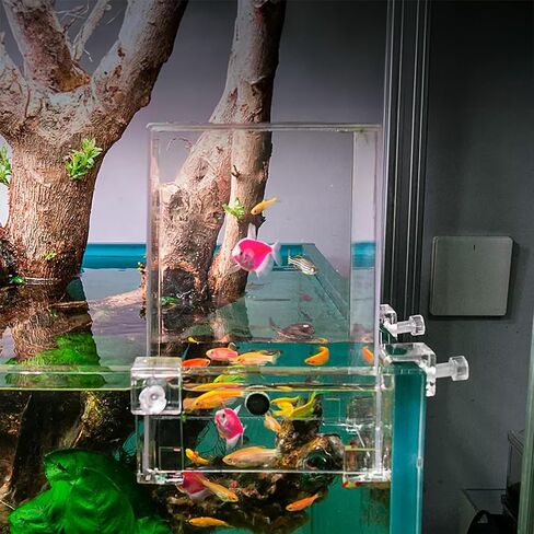 تريلف مجموعة كاملة من حوض السمك ذو الضغط السلبي، حوض سمك بيئي مع مناظر طبيعية وديكور لغرفة المعيشة الصغيرة او حوض اسماك بيتا لسطح المكتب in Kuwait
