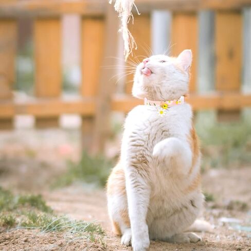 2 Pack Cotton Breakaway Cat Collars with Bell Flower Cute Pendants, Kitty Kitten Collars , Safety Adjustable Collar Set for Pets Decoration for Female Girl Cats Male Boy Cats (Pink Purple) in Kuwait