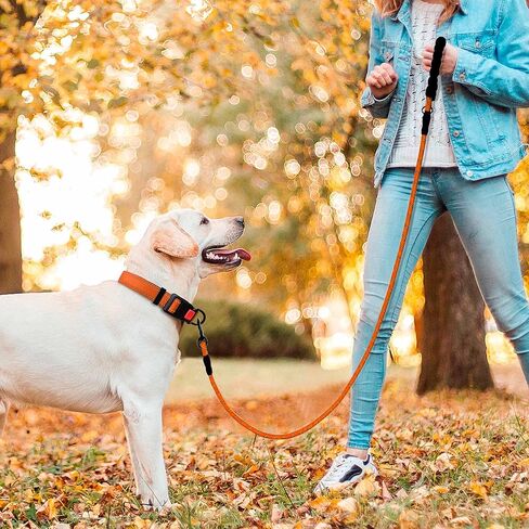 tobeDRI طوق الكلب العاكس المصنوع من النايلون - مبطن بالنيوبرين الناعم، عاكس وقابل للتعديل - أطواق الكلاب للكلاب الصغيرة والمتوسطة والكبيرة (طوق + مقود على شكل حرف L، مقاس 18 بوصة - 23 بوصة، فول الصويا) in Kuwait