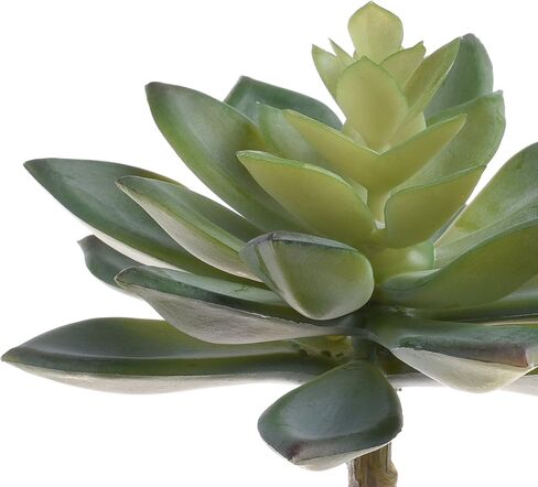 BCP حزمة من 2 قطع حقيقية لطيفة المنزل الخضراء حديقة الثلج الاصطناعي النباتات العصارية غير بوعاء in Kuwait