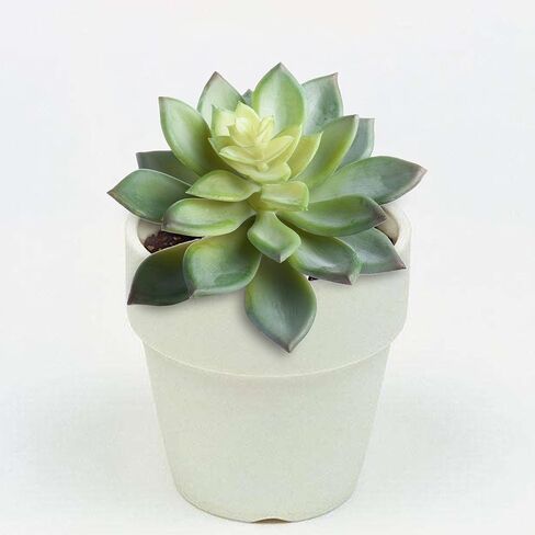 BCP حزمة من 2 قطع حقيقية لطيفة المنزل الخضراء حديقة الثلج الاصطناعي النباتات العصارية غير بوعاء in Kuwait