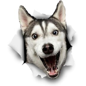 Winston & Bear 3D Dog Stickers - 2 Pack - Happy Husky for Wall, Fridge, Toilet and More - Retail Packaged Husky Wall Decals in Saudi Arabia