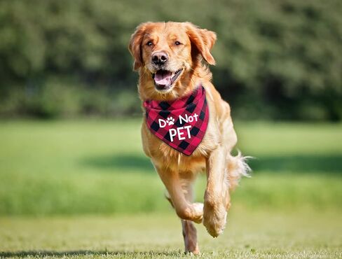 Ptzizi Funny Red Plaid Cotton Pet Dog Triangle Dog Bandana, Do Not Pet Dog Small Medium Large Boys Girls Pet Dog Birthday Party Clothing Decorations Scarf Bibs Gifts for Pet Dog Lovers in Kuwait