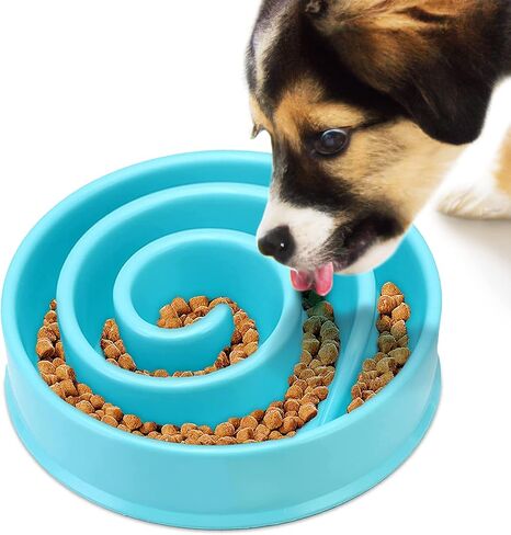 SunGrow Water Feeder with Splash Guard, Stop Ferrets from Splashing Drinking Water, Prevent Baby Chick from Drowning in Saudi Arabia