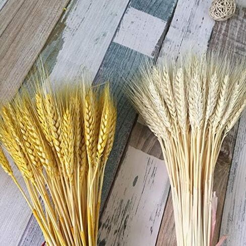 100pcs Artificial Flower Artificial Plant Large Wheat Dried Flowers Natural Dried Wheat Sheaves, Dried Wheat Stalks Bunches, Real Wheat for Wreath Supplies DIY Home Table Wedding Xmas Decor (Natural) in Kuwait