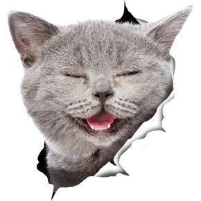 Winston & Bear British Shorthair Cat Wall Decals - 2 Pack - British Shorthair Cat Toilet Sticker – 3D Cat Car Window and Bumper Sticker - Retail Packaged Grey Kitten Lover Gifts in Kuwait