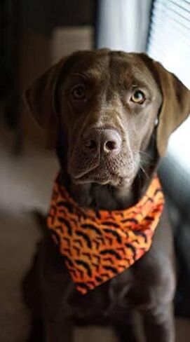 3 PCS/Pack Halloween Dog Bandana Pumpkin Reversible Triangle Bibs Scarf Accessories for Dogs Cats Pets Large in Kuwait