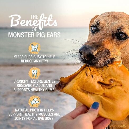 Pawstruck Monster Pig Ears for Dogs, Made in USA Dog Chews, Natural Rawhide Free Pork Treats, American Made Puffed Sow, Digestible Dog Treats (10 Ears), Cow Ear Alternative for All Breeds… in Kuwait