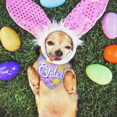 Whaline 4Pcs Easter Buffalo Pet Bandanas Double Sided Easter dog Bandanas Easter Design Pet Scarf Accessories for Small Medium Large Puppy Cat Birthday Christmas Party in Saudi Arabia