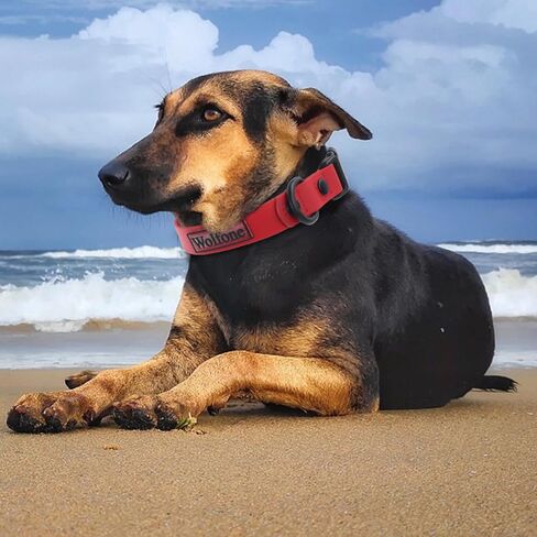 Waterproof Adjustable Dog Collar for Small Medium Large Dogs Comfort Sturdy Odor Proof Easy Clean with Quick Release Buckle（Pink Peacock Large） in Saudi Arabia