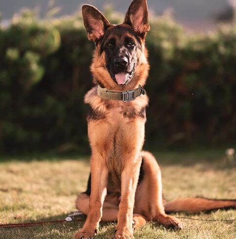 DoggieKit Tactical Dog Collar Adjustable Nylon Military Dog Collars with Heavy Duty Metal Buckle and Control Handle for Dogs Walking Training (Large, Pink) in Kuwait