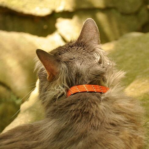 Elasta Cat® Reflective Safety Stretch Collar in Saudi Arabia