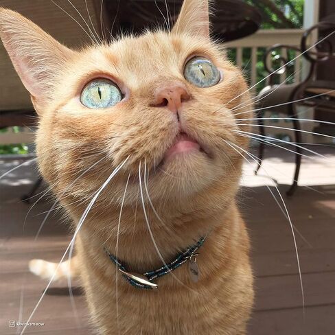 Elasta Cat® Reflective Safety Stretch Collar in Saudi Arabia