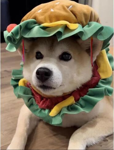 ANIAC Chef Dog Costume for Small Dog Funny Pet Clothes with Cook Hat and Navy Pet Collar Set White Cat Outfit for Halloween Cosplay Dressing Up (Small) in Saudi Arabia