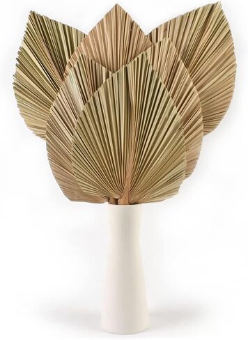 HAIOPS Dried Palm Leaves 6PCS Natural Tropical Dry Palm Spear Home Decor Kit in Kuwait