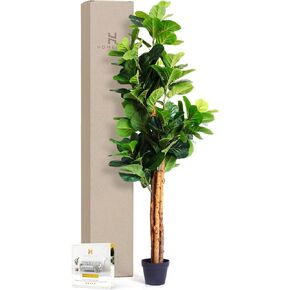 شجرة التين المصنوعة من أوراق الكمان الصناعية من هوملوكس ثيوري، نباتات صناعية بطول 6 أقدام ونباتات منزلية داخلية، نباتات أرضية شجرة التين الاصطناعية الصغيرة لديكور غرفة المعيشة ونباتات المكتب (3 سيقان، 154 ورقة كمان مزيفة كبيرة) in Kuwait
