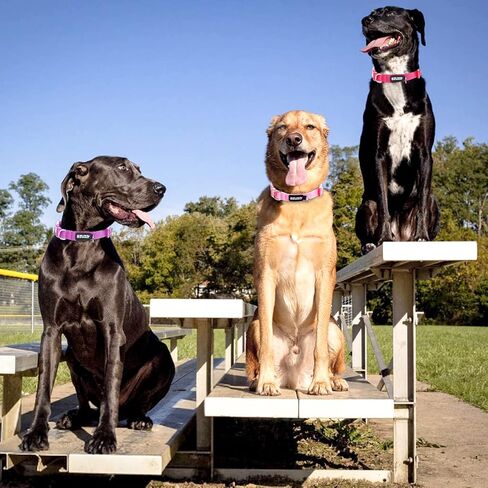 ازوزا اطواق كلاب ناعمة ومريحة للكلاب الصغيرة، عبوة من 3 قطع، لون زهري in Kuwait