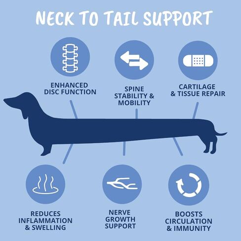 Under The Weather Pet Disc & Spine Health Chews for Dog | Vet Formulated Dog Chews Spinal Disc Support Supplement | Great for Dachshunds & Long Back Breeds with IVDD, Back & Joint Arthritis in Kuwait