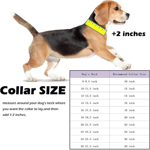 New Gold Dog Chain Collar with Bling Zircon Buckle,19MM Strong Stainless Steel Cuban Link Chain Collar,Dog Necklace Collar for Small Medium,Large Dogs in Kuwait