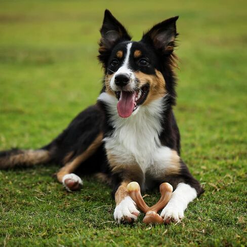 لعبة مضغ الكلب المتينة Y-Bone من Tikaton للمضغ العدواني، نكهة لحم الخنزير المقدد، كبيرة in Kuwait