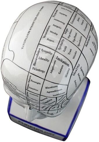 Design Toscano Phrenology the Science of the Brain Victorian Replica Statue in Saudi Arabia