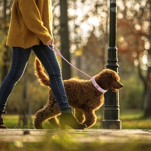 Fawcotu طوق الكلب عاكس النايلون الياقات الكلب الياقات حجر الراين الكلبة للفتيات والفتيان الكلب قابل للتعديل جلد الغزال طوق SOFE مع المقود (M الوردي) in Kuwait