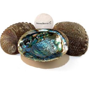 NessaStores - حرفة الشاطئ المصقولة على جانب واحد من أذن البحر باللون الأخضر 6 بوصة - 7 بوصة #JC-018 (قطعتان) in Kuwait