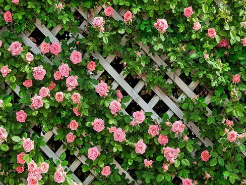 AIIKES 7x5FT Flowers Backdrop for Photography Spring Floral Photo Backdrop Green Leaf Fence Backdrops Birthday Party Decoration Wedding Bridal Shower Backdrop Photo Studio Props 11-453 in Saudi Arabia