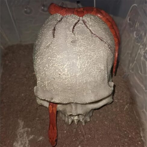 Toukerobx Aquarium Terrarium Skull Decor, Reptile Hide House Shelter Cave for Gecko Spider Lizard Snake, Fish Tank Fish Hide Skull Cave House Stones for Small Fish Shrimp Betta koi Crab… in Kuwait