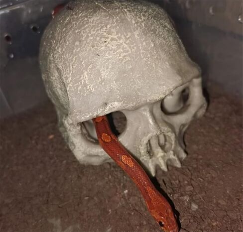 Toukerobx Aquarium Terrarium Skull Decor, Reptile Hide House Shelter Cave for Gecko Spider Lizard Snake, Fish Tank Fish Hide Skull Cave House Stones for Small Fish Shrimp Betta koi Crab… in Kuwait