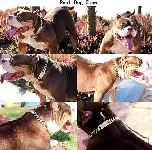 New Gold Dog Chain Collar with Bling Zircon Buckle,19MM Strong Stainless Steel Cuban Link Chain Collar,Dog Necklace Collar for Small Medium,Large Dogs in Kuwait