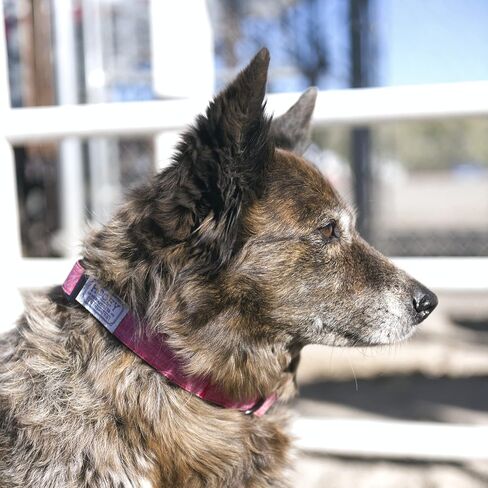 HOOEY Mercantile Dog Collar, Durable 2-Ply Polyester Webbing and Fabric Face Dog Collar, Denim/Red, Large in Kuwait