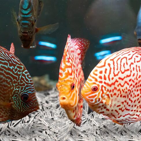 HAIOPS Clear Quartz Crystal Points Shards Natural Stones Irregular Shapes 0.44lb for Decor Crystal Healing in Kuwait