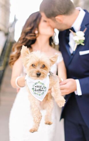 ptzizi مضحك الأخ الصغير الأبيض اكليلا من القطن مثلث كلب باندانا كلب المرايل وشاح، صغير متوسط ​​كبير صبي كلب عيد ميلاد الدعائم الطرف لمحبي الكلاب الحيوانات الأليفة هدية in Kuwait