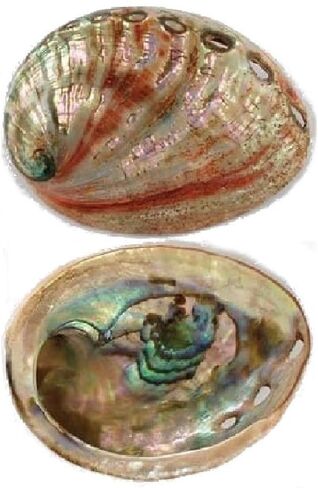 Small Red Abalone Shell Incense Burner (1 Shell), 2" - 3", For Purifying, Cleansing, Healing, Metaphysical and Wicca in Saudi Arabia