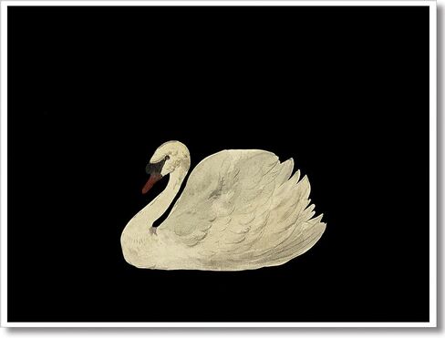Yaasilinage Antique Swan Canvas Wall Art, Mute Watercolor Animal Pictures, Elegant Swan Art Print Aesthetic Poster, Vintage Dark Academia Painting Decor for Gallery Girls Room 12x16in Unframed in Saudi Arabia