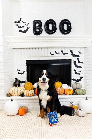 لعبة قطيفة للكلاب من فرينج ستوديو، بعبارة «I Put A Spell On You» (314032) in Kuwait