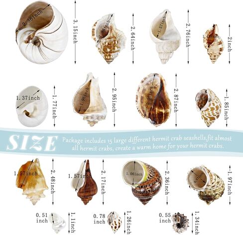 ويوكسبر 15 قطعة من اصداف السلطعون الناسك - 15 نوعًا من اصداف البحر الكبيرة النمو تيربو، فتحة 0.8 انش - 1.5 انش من اصداف البحر الطبيعية لمستلزمات السلطعون الناسك، ديكور حوض السمك in Kuwait
