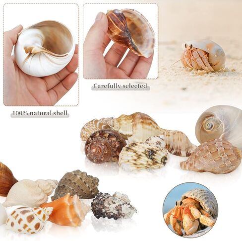 ويوكسبر 15 قطعة من اصداف السلطعون الناسك - 15 نوعًا من اصداف البحر الكبيرة النمو تيربو، فتحة 0.8 انش - 1.5 انش من اصداف البحر الطبيعية لمستلزمات السلطعون الناسك، ديكور حوض السمك in Kuwait